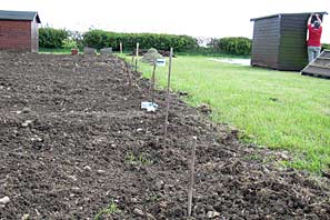 Allotment site on 16th May
