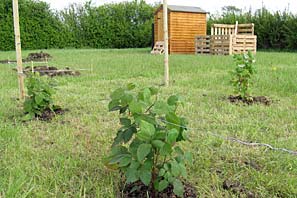 Allotment site on 16th May