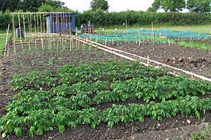 Allotment site on 30th June 2010
