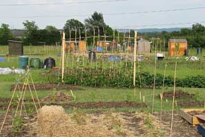Allotment site on 30th June 2010