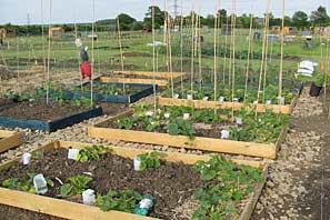 Allotment site on 30th June 2010