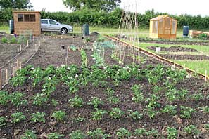 Allotment site on 30th June 2010