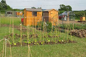 Allotment site on 30th June 2010