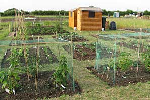 Allotment site on 30th June 2010