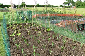 Allotment site on 30th June 2010