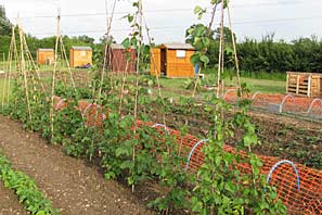 Allotment site on 30th June 2010