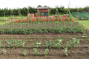 Allotment site on 30th June 2010