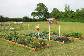 Allotment site on 30th June 2010