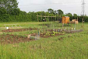 Allotment site on 30th June 2010