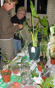 plants for sale for pence