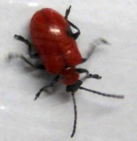 Lily_beetle