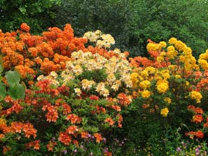 Gardening Trip 2011-5-29