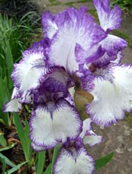 Gardening Trip 2011-5-29