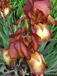 Gardening Trip 2011-5-29