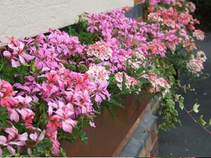 Old School flower box