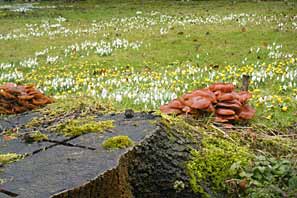 Easton Walled Garden