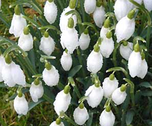 Easton Walled Garden