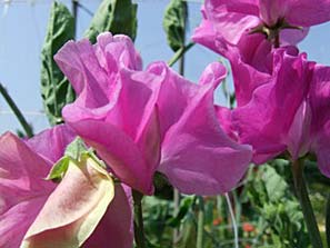 pink sweet pea