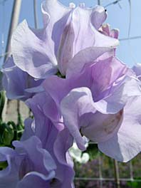 pale blue sweet pea
