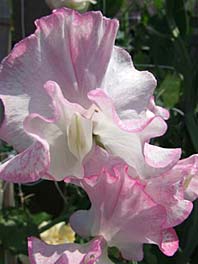 white and pink sweet pea