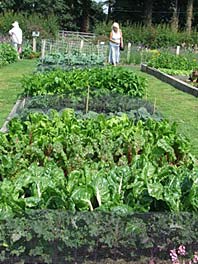 kitchen garden