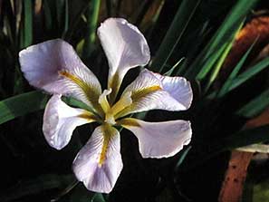 Garden Club 19th Sept 2011