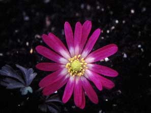 Garden Club 19th Sept 2011