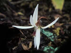 Garden Club 19th Sept 2011