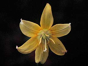 Garden Club 19th Sept 2011