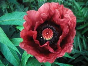 Garden Club 19th Sept 2011