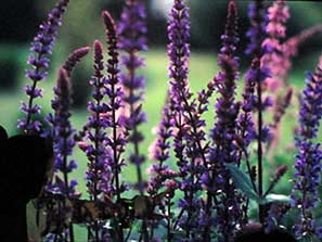 Garden Club 19th Sept 2011