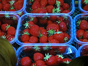 Herefordshire garden