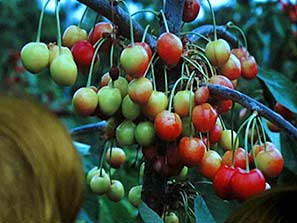 Herefordshire garden