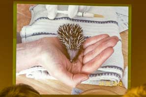 Hedgehog Haven