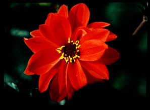 red flower