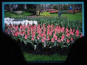 Gardening Club Mtg 21-3-11