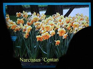 Gardening Club Mtg 21-3-11