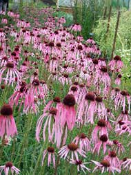 Weleda visit - July 2011