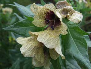 Weleda visit - July 2011