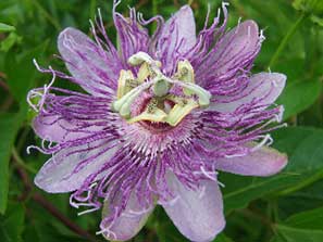 Weleda visit - July 2011