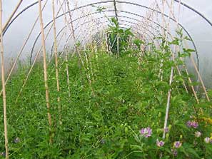 Weleda visit - July 2011