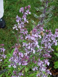 Weleda visit - July 2011