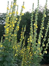 Weleda visit - July 2011