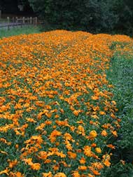 Weleda visit - July 2011