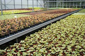 Woodthorpe Grange 2010