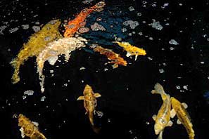 Open Gardens 19-7-10