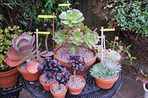 Open Gardens 19-7-10