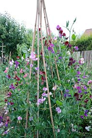 Open Gardens 19-7-10