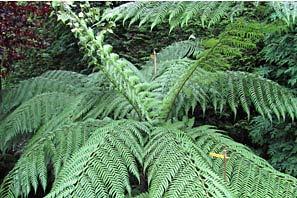 Open Gardens 19-7-10