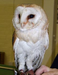 owl